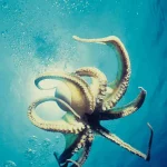 octopus multitasking