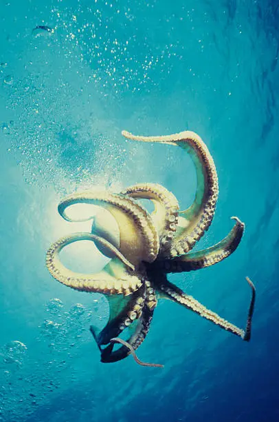 octopus multitasking