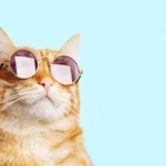 what animal represents creativity