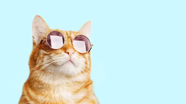 what animal represents creativity